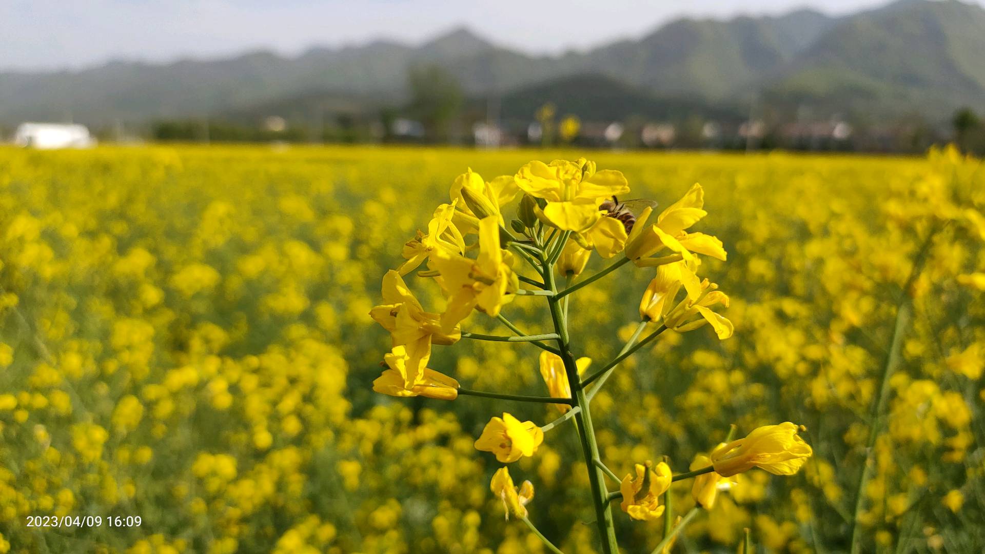 途径油菜花田